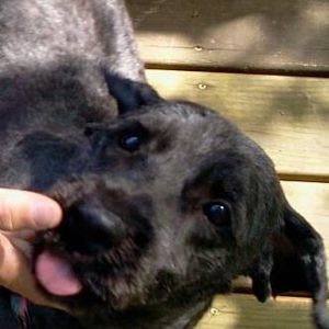 Meet your Posher, Rocky